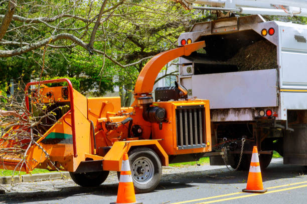 How Our Tree Care Process Works  in  Fountain Green, UT