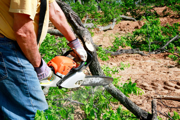 Best Tree and Shrub Care  in Fountain Green, UT